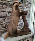 Taxidermie Opgezette Das (in perfecte staat), Verzamelen, Dierenverzamelingen, Ophalen, Zo goed als nieuw, Opgezet dier