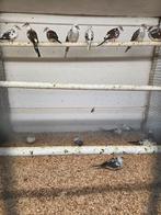 Diverse soorten vogels, Dieren en Toebehoren, Vogels | Overige Vogels, Meerdere dieren