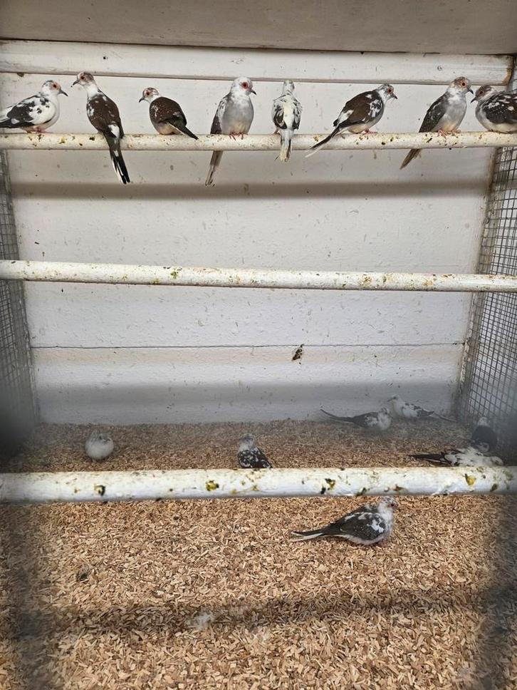 Diverse soorten vogels, Dieren en Toebehoren, Vogels | Overige Vogels, Meerdere dieren