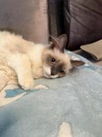 Ragdoll kitten ( poes ), Poes