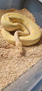 1.0 man Pinstripe Albino, Dieren en Toebehoren, Reptielen en Amfibieën, Slang