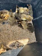 Jonge loopeenden pulletjes loopeend, Dieren en Toebehoren, Geslacht onbekend, Eend