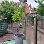 Sering stekken, Ophalen, Overige soorten, Struik, Minder dan 100 cm