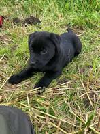 Zwarte labrador pups, CDV (hondenziekte), Particulier, Meerdere, Teef