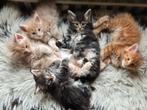 Maine coon kittens, Dieren en Toebehoren, Meerdere dieren, Gechipt, 0 tot 2 jaar