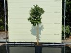 Grapefruit - Citrusboom - stamomvang 8 - 10 cm, Tuin en Terras, Planten | Bomen, Overige soorten, 100 tot 250 cm, Zomer, Volle zon