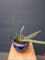 Gasteria, Huis en Inrichting, Kamerplanten, Ophalen, Cactus, Volle zon, Minder dan 100 cm