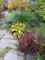 Gratis vaste planten, Vaste plant, Halfschaduw, Zomer, Ophalen