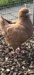 Sierduiven, Dieren en Toebehoren, Pluimvee