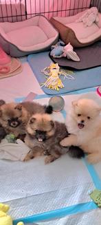 Mini-pomeriaan pups Teefjes, Dieren en Toebehoren, Keeshond, Teef, Meerdere, Nederland