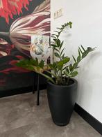 Kamerplant, Huis en Inrichting, Kamerplanten, Ophalen, Overige soorten, Minder dan 100 cm