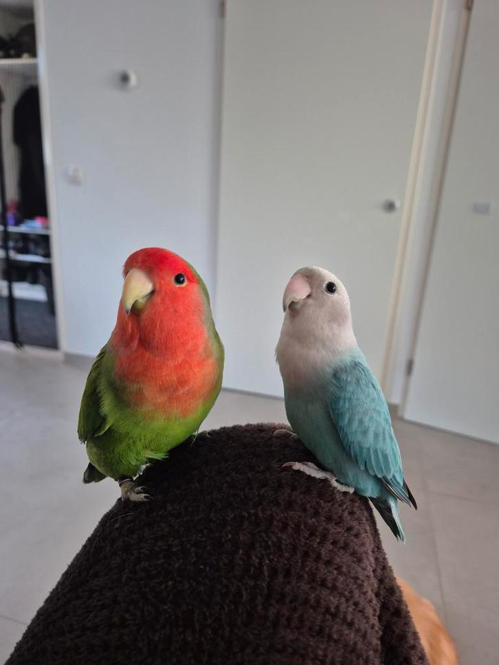 Agapornis / dwergpapagaai, Dieren en Toebehoren, Vogels | Parkieten en Papegaaien, Dwergpapegaai of Agapornis, Vrouwelijk