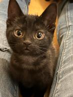 Nieuw huisje gezocht 2 Kittens Katertjes, Dieren en Toebehoren, Kater, Ontwormd, 0 tot 2 jaar