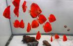 Super fire red discus