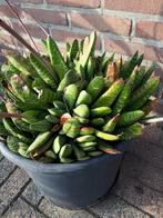 Grote vetplant nu bloeiend, Ophalen of Verzenden, Zomer, Overige soorten, Volle zon