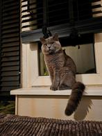 Ervaren dekkater 100 % Britse kort haar met dekgarantie
