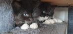 Kittens kruising Maine Coon en Somali, Dieren en Toebehoren, Katten en Kittens | Overige Katten, Meerdere dieren, Langharig