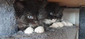 Kittens kruising Maine Coon en Somali beschikbaar voor biedingen