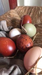 Broedeieren kleurrleggers, Dieren en Toebehoren, Geslacht onbekend, Kip