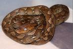 1.1 python reticulatus Pur SELAYAR Super Dwarf, Slang, 0 tot 2 jaar