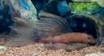 Bewezen koppel Ancistrus SP L 144 super red Longfin, Vis
