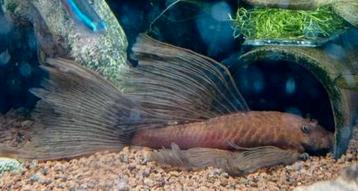 Bewezen koppel Ancistrus SP L 144 super red Longfin beschikbaar voor biedingen