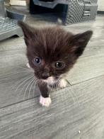 Kittens, Geslacht onbekend