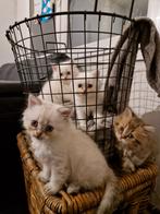 4 Blue / lilac point en bruin tabby Britse langhaar kittens, Dieren en Toebehoren, Katten en Kittens | Raskatten | Langhaar, Meerdere dieren