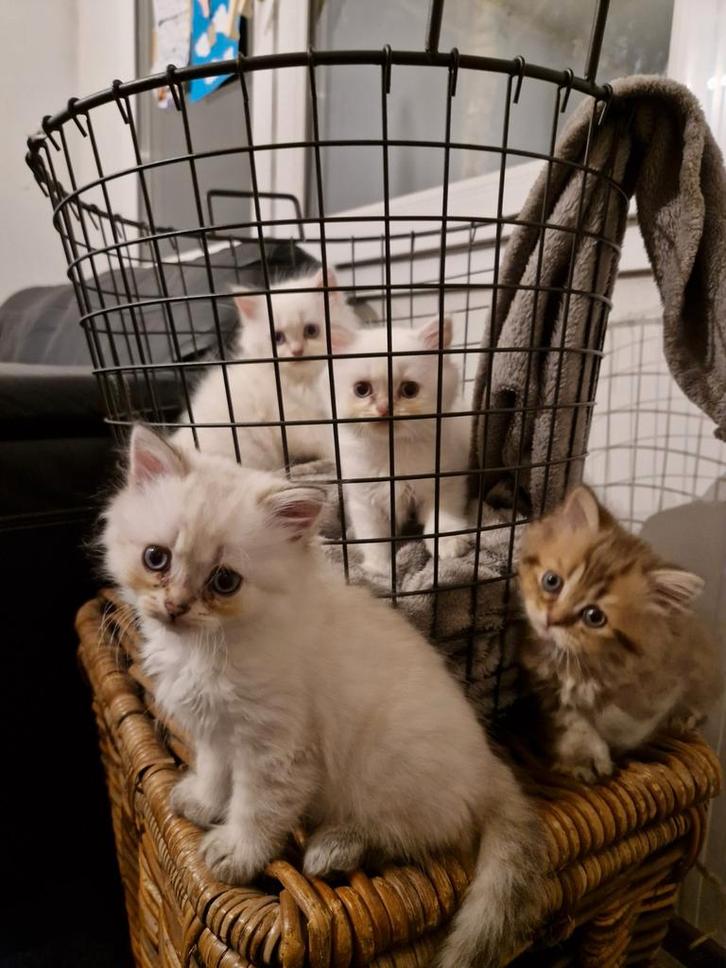 4 Blue / lilac point en bruin tabby Britse langhaar kittens, Dieren en Toebehoren, Katten en Kittens | Raskatten | Langhaar, Meerdere dieren