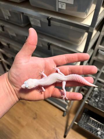 1.0 (Ms/ss) (g/sg) diablo blanco luipaardgekko beschikbaar voor biedingen
