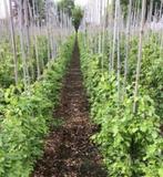 Fagus groene beuken haagplanten              ZA + ZO GEOPEND, Bloeit niet, Halfschaduw, 100 tot 250 cm, Overige soorten