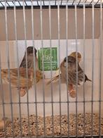 Meerdere kleuren glosters, Dieren en Toebehoren, Meerdere dieren, Postuurkanarie