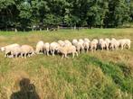 Koppel swifter ramlammeren / bokken scrapie en zwoegervrij, Dieren en Toebehoren, Schapen, Geiten en Varkens, Mannelijk, Varken