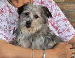 SNUFFIE, ZACHTAARDIG, LIEF, MINI TEEFJE, SCHOOTHONDJE, Dieren en Toebehoren, Honden | Niet-rashonden, 6 jaar of ouder, Rabiës (hondsdolheid)
