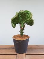 Euphorbia lactea 'cristata' | Ø12cm H28cm, Huis en Inrichting, Kamerplanten, Cactus, Minder dan 100 cm, Ophalen of Verzenden