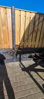 Druiven struik, Tuin en Terras, Planten | Bomen, Ophalen, Volle zon, Overige soorten
