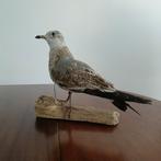 Opgezette meeuw, Verzamelen, Ophalen of Verzenden, Nieuw, Vogel, Opgezet dier