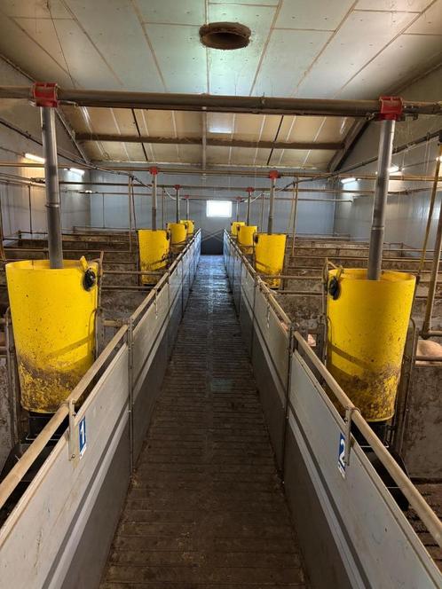 Kunststof hokinrichting vleesvarkens [442], Dieren en Toebehoren, Stalling en Weidegang