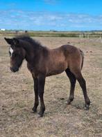 Lippizaner kruising schimmel merrie veulen, Dieren en Toebehoren, Pony's, 0 tot 2 jaar, Recreatiepony, D pony (1.37m tot 1.48m)