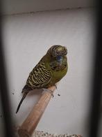 Blackface Grasparkiet met kuif, Dieren en Toebehoren, Slang, 0 tot 2 jaar