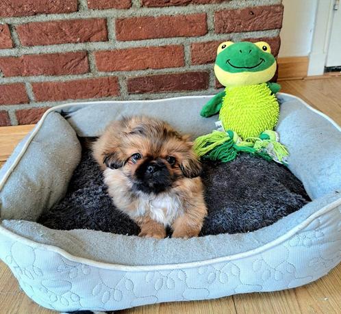 Pekinees, reutje pups, Dieren en Toebehoren, Honden | Chihuahua's en Gezelschapshonden, Meerdere dieren, Pekingees of Dwergspaniel