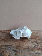 Reebok schedel gewei ree met afgeworpen gewei, Verzamelen, Dierenverzamelingen, Ophalen of Verzenden, Hert, Schedel