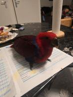 Edelpapegaai  5 maanden, Dieren en Toebehoren, Vogels | Parkieten en Papegaaien, Vrouwelijk, Papegaai, Tam