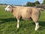 Mooie jonge dekrammen te koop, Dieren en Toebehoren, Mannelijk, Schaap, 0 tot 2 jaar