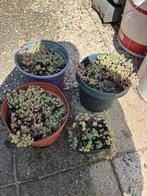 Vetplanten 4 stuks, Tuin en Terras, Volle zon, Vaste plant, Zomer, Ophalen