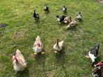 Muskuseenden, Dieren en Toebehoren, Meerdere dieren, Eend