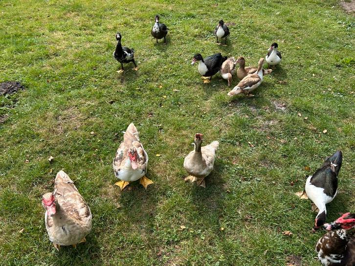 Muskuseenden, Dieren en Toebehoren, Pluimvee, Eend, Meerdere dieren