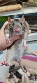 Lieve jonge tamme rittens, Rat, Maart, Meerdere dieren, Tam