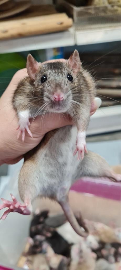 Lieve jonge tamme rittens, Dieren en Toebehoren, Knaagdieren, Meerdere dieren, Rat, Maart, Tam