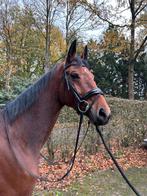 Knappe merrie te koop, Dieren en Toebehoren, Paarden, Merrie, Gechipt, 3 tot 6 jaar, Recreatiepaard